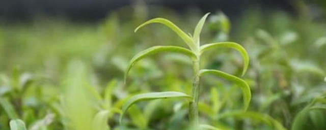 铁皮石斛的功效与禁忌 铁皮石斛的简介