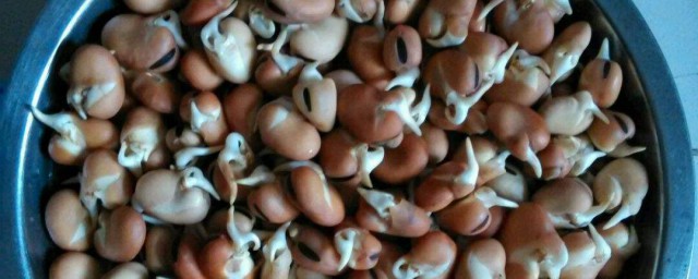 蚕豆催芽的正确方法 蚕豆种子催芽要领