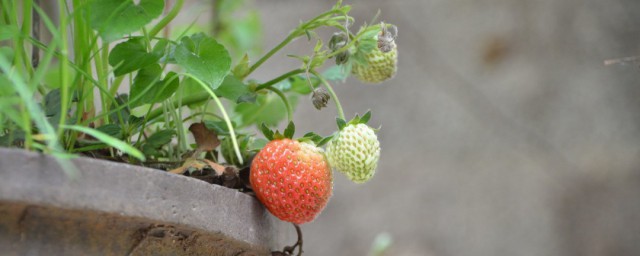 盆栽种植水果要领 可以先从这五种水果着手