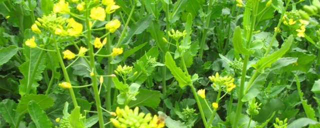 农村油菜的腌制要领 农村油菜的腌制办法介绍
