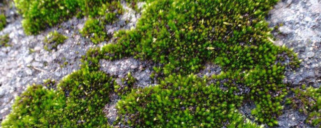 清除水泥青苔的方法 清除水泥青苔的方法是什么