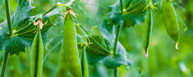 豌豆播种的技巧有什么 豌豆种后怎样养护