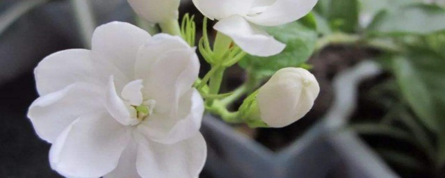 茉莉花如何修剪 茉莉花开花后如何修剪护理
