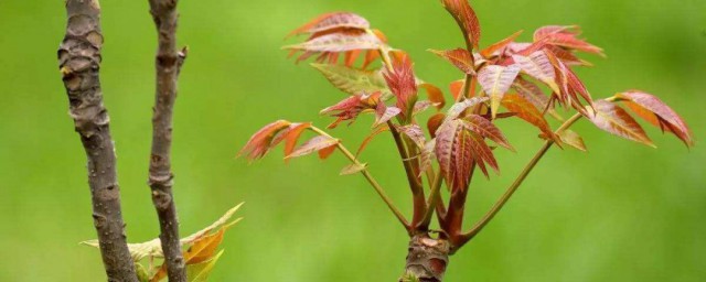 香椿芽怎样长期保存 怎样保存香椿芽