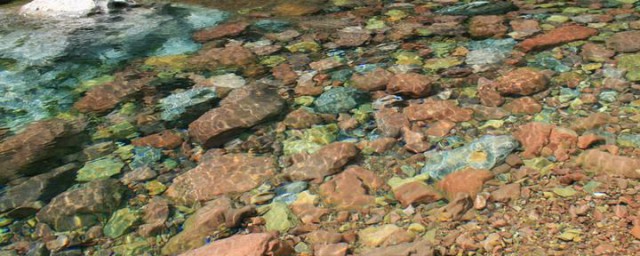 水清则无鱼什么意思 水清则无鱼怎样理解
