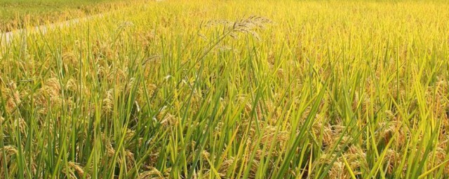 稻谷水土种植要领 稻谷如何种植