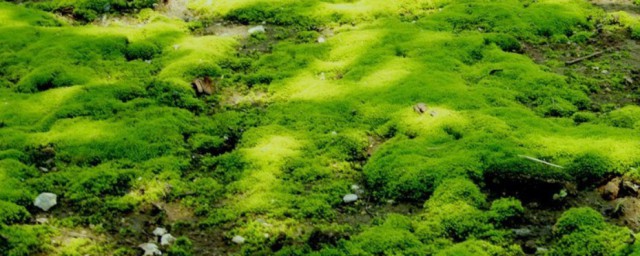 苔藓移植技巧 苔藓怎样移植
