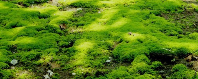 苔藓移植方式 苔藓如何移植