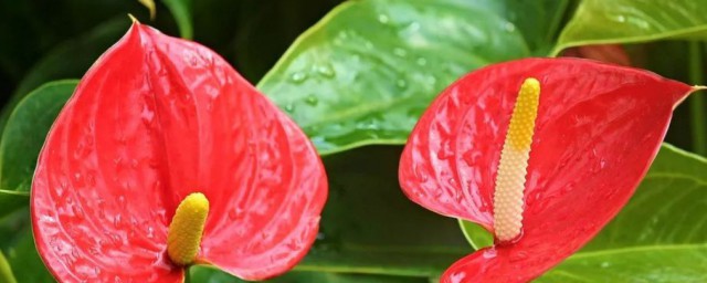花烛分株技巧 花烛怎样分株