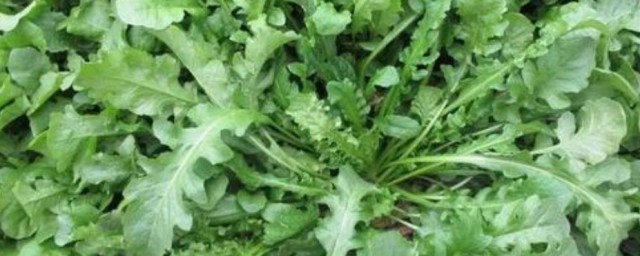荠菜种植的技巧 荠菜怎样种植