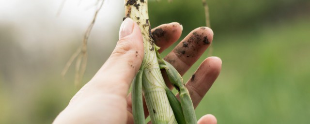 最新拔葱的技巧 民间拔葱不外传的技巧分享