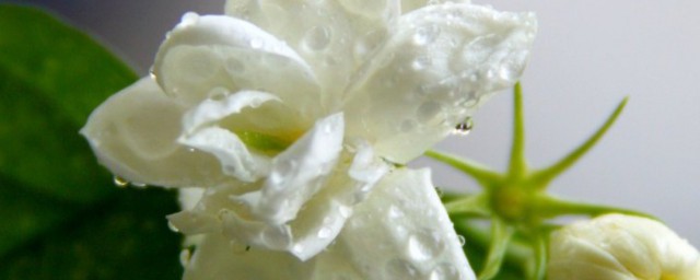 莱莉花养殖办法 莱莉花怎么养殖