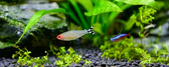 水族箱的清洗技巧 最干净的技巧是这样的