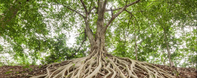 榕树家庭种植技巧 榕树应该用什么土种
