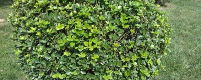 绿化带植物修剪技巧 修剪的妙招简介