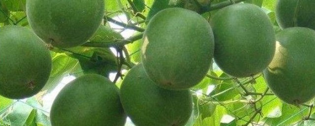 新鲜罗汉果怎样保存 新鲜罗汉果保存技巧