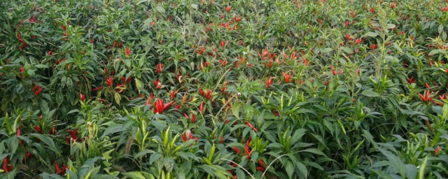 朝天椒移栽种植方式 怎么种植朝天椒