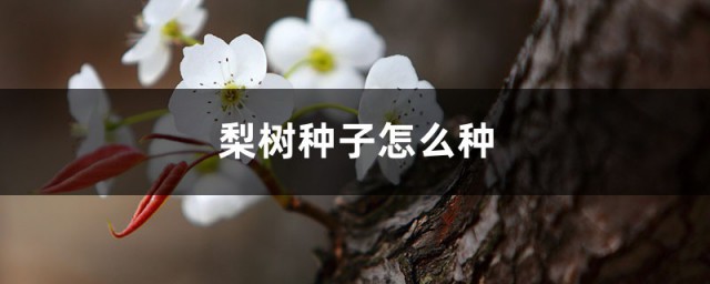 用梨树种子播种技巧 种后几年才能结果