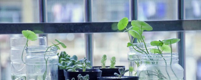 植物小景观制作要领 植物小景观如何制作