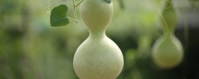 葫芦种植方式大全 怎么种植葫芦