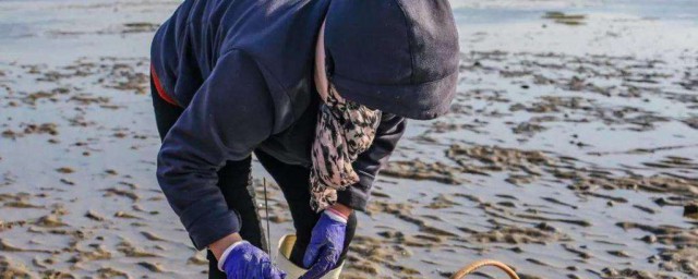 赶海挖蛏子小办法 赶海挖蛏子有哪些小方法