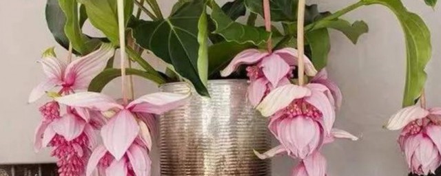 宝莲的养殖要领 宝莲如何养殖
