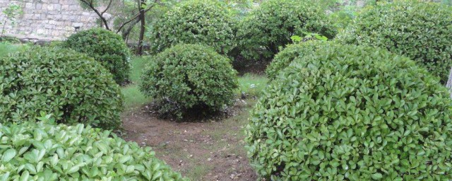 冬青夏季栽培要领 冬青的种植要领