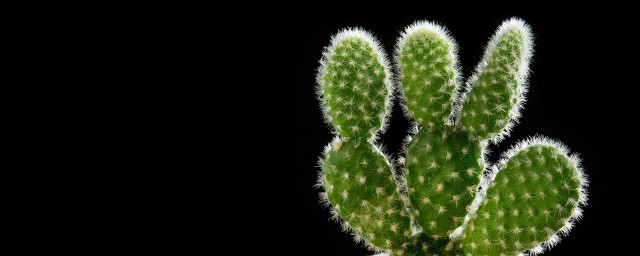 仙人掌种植的方法 仙人掌的栽培办法