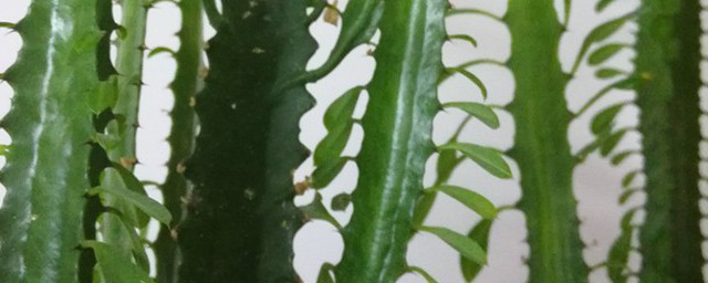 龙骨浇水准确办法 龙骨浇水的方法介绍