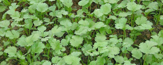 香菜种植施肥方式 香菜如何施肥