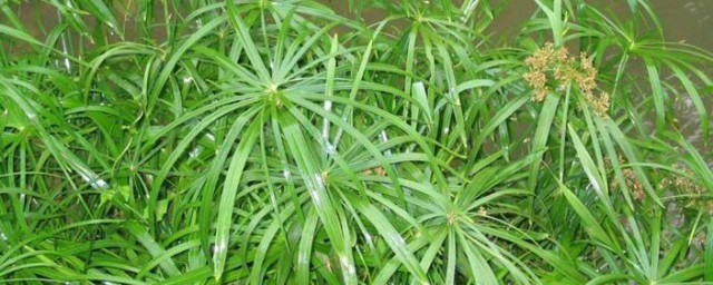水竹的养殖方式 怎么养殖水竹