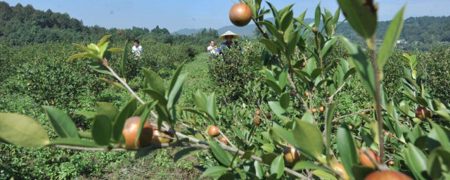 摘茶籽最佳方式 摘茶籽最佳要领