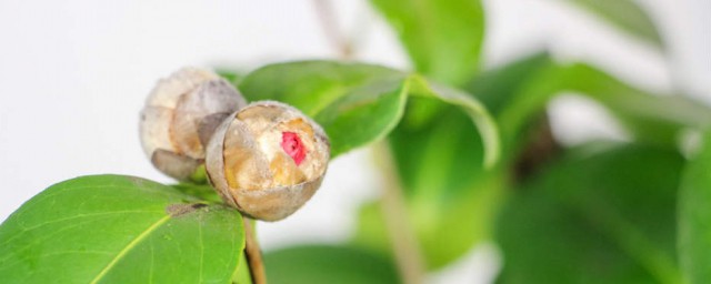 五色茶花换盆技巧 五色茶花怎样换盆