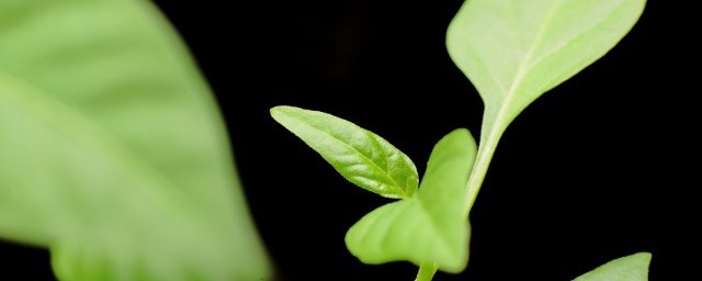 那些绿植好养 家庭绿植养护要领