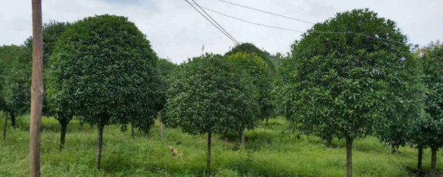 种桂花树技巧 怎样种桂花树