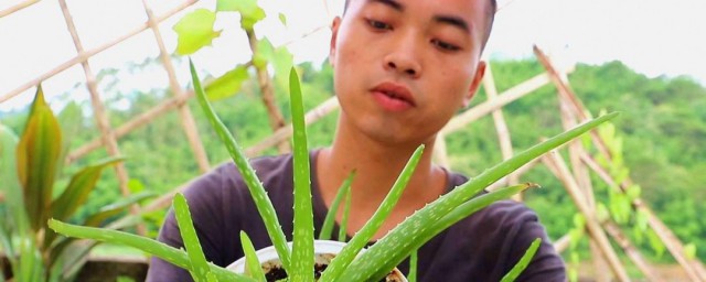吃芦荟的正确要领 吃芦荟的准确要领分享