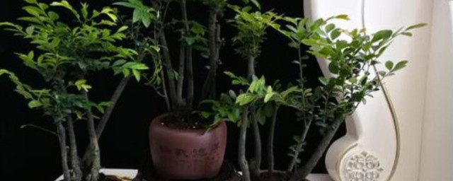 辟邪的植物有哪些 什么植物能辟邪