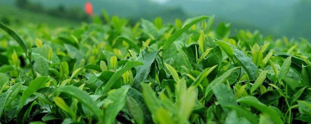 茶叶收藏怎样保存 怎样存放茶叶