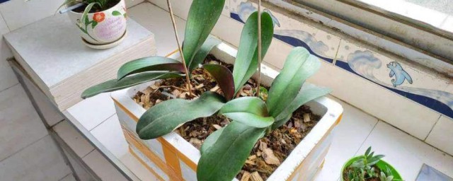 泡沫纸箱种花要领 泡沫箱种菜有毒吗