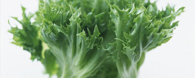 生菜分苗最佳技巧 有什么种植的小技巧呢