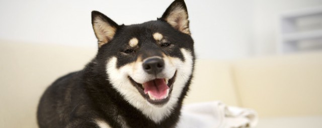 牧羊犬训练技巧和技巧 有什么训练的技巧