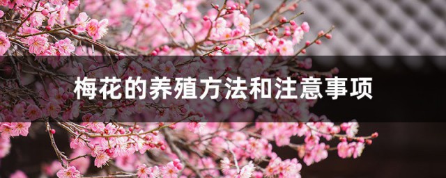 梅花的养殖技巧和注意事项 需要怎样浇水呢