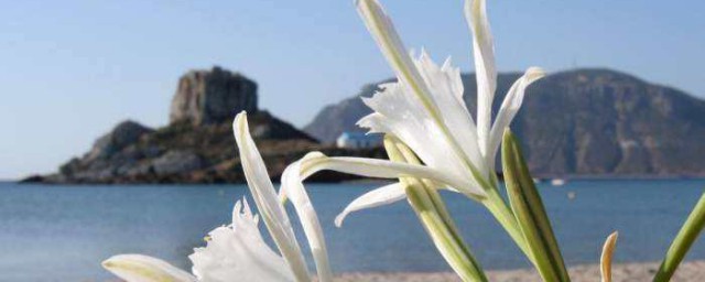 帮花枝发芽技巧 怎样发芽