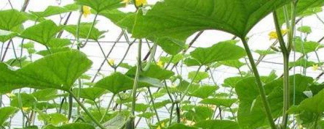 香水藤的种植技巧 怎样种植香水藤