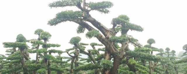 树木老桩栽植技巧 怎样给老桩栽植