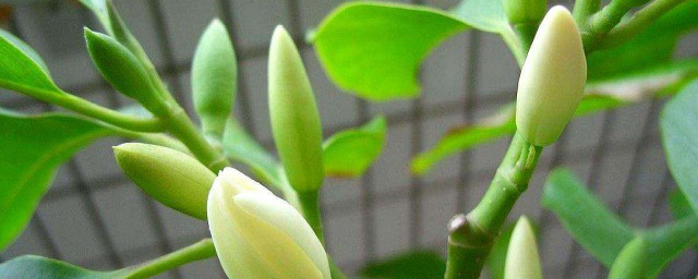 白兰菊的养殖技巧 白兰菊的养殖技巧简介