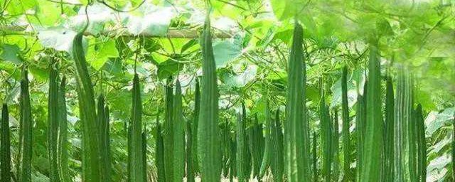 大棚种丝瓜技巧 种丝瓜的次序