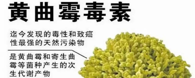 黄曲霉菌如何才能被杀死 黄曲霉素介绍