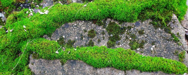 除青苔最好技巧 以下技巧都很实用
