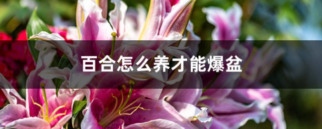 百合爆盆办法 百合花种植有要领